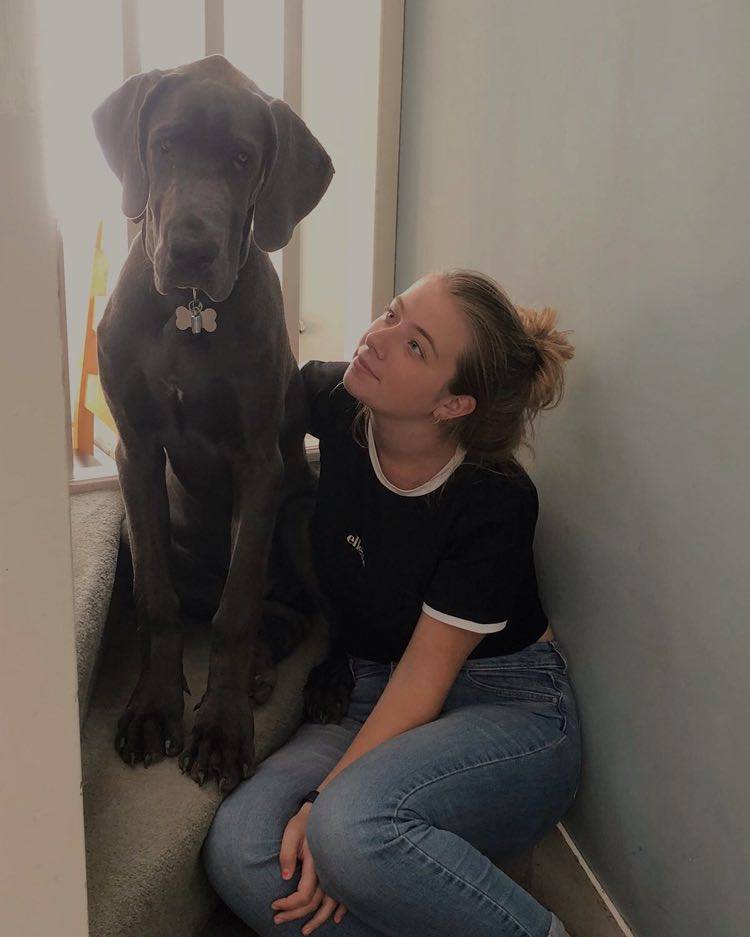 Picture of Theo the Great Dane